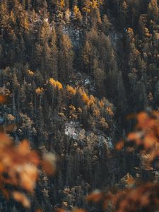 Preview wallpaper forest, slope, trees, coniferous, pine