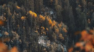 Preview wallpaper forest, slope, trees, coniferous, pine