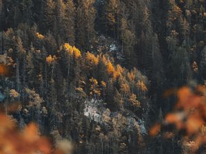 Preview wallpaper forest, slope, trees, coniferous, pine