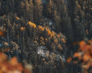 Preview wallpaper forest, slope, trees, coniferous, pine