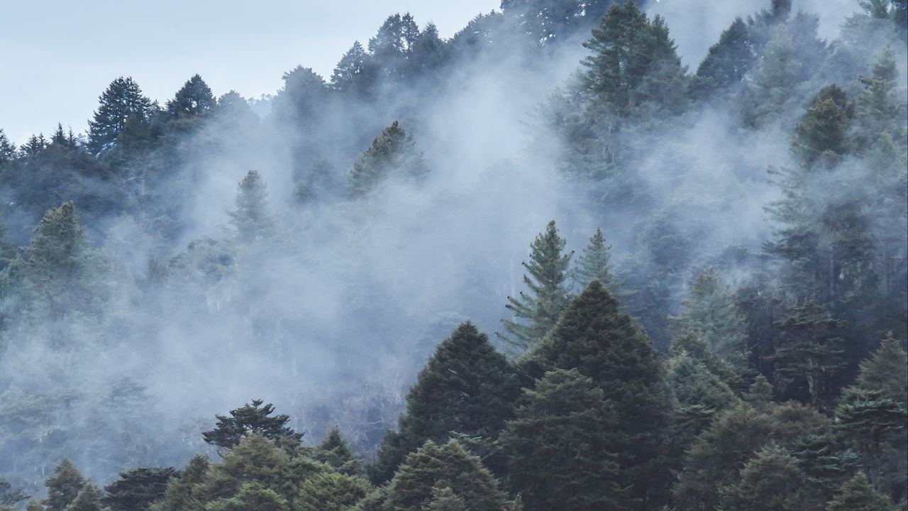 Wallpaper forest, slope, trees, fog, nature
