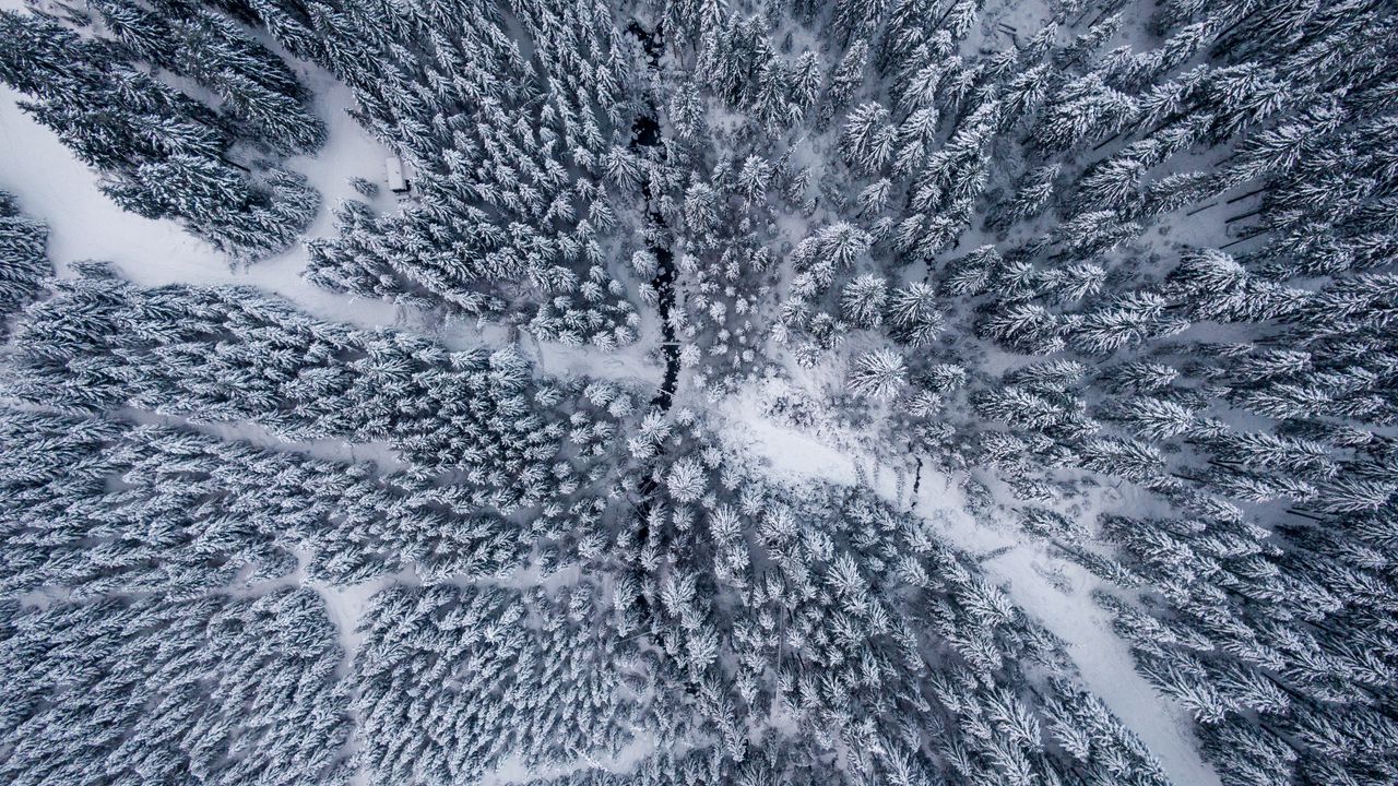 Wallpaper forest, snow, aerial view, trees, winter