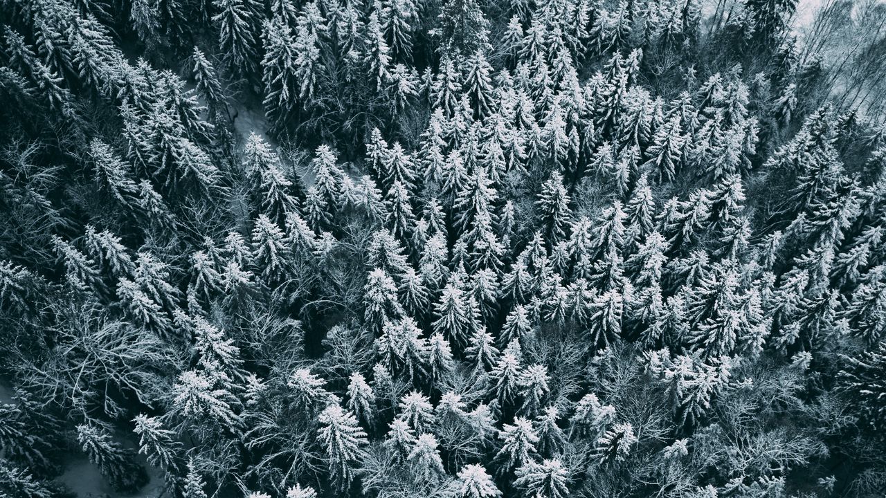 Wallpaper forest, snow, aerial view, winter, nature