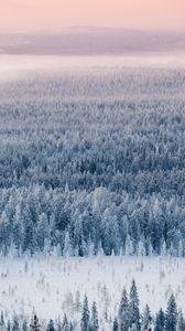Preview wallpaper forest, snow, aerial view, winter