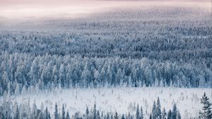 Preview wallpaper forest, snow, aerial view, winter