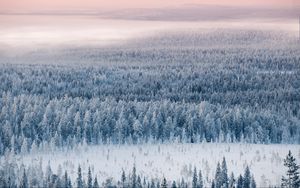 Preview wallpaper forest, snow, aerial view, winter