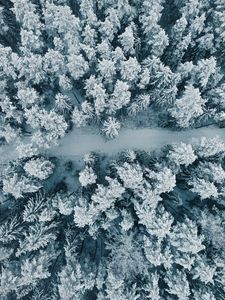 Preview wallpaper forest, snow, aerial view, trees, white