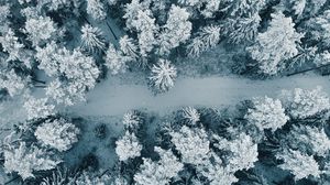 Preview wallpaper forest, snow, aerial view, trees, white