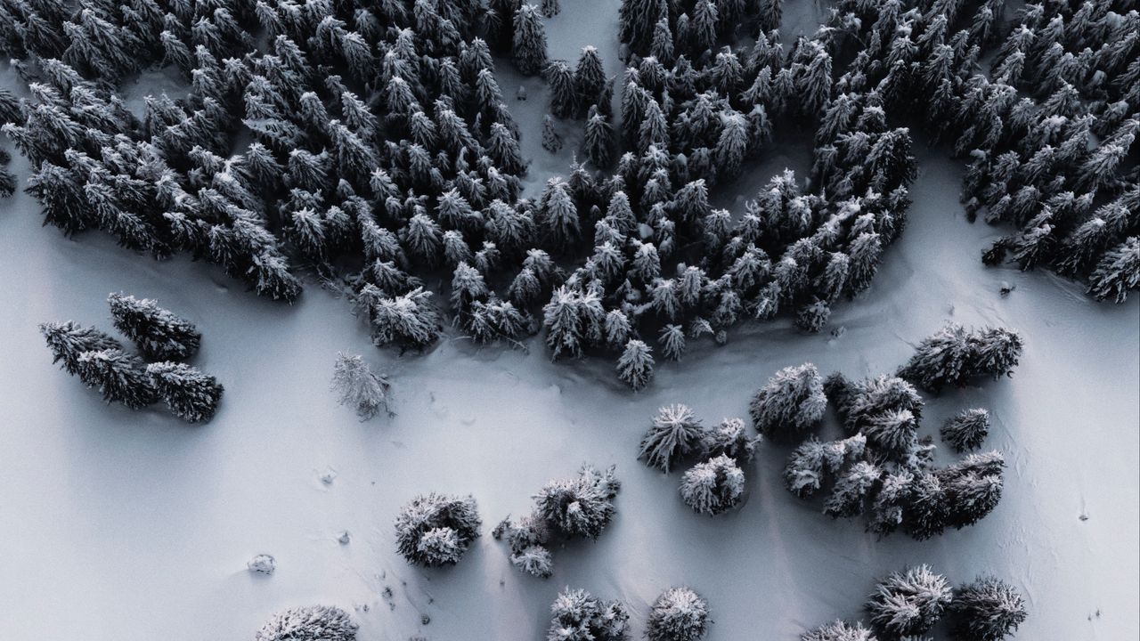 Wallpaper forest, snow, aerial view, winter, white