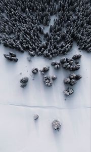 Preview wallpaper forest, snow, aerial view, winter, white