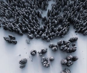 Preview wallpaper forest, snow, aerial view, winter, white