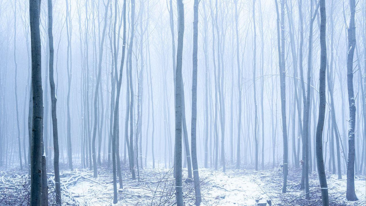 Wallpaper forest, snow, fog, trees, winter