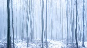 Preview wallpaper forest, snow, fog, trees, winter
