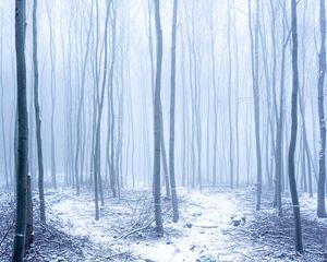 Preview wallpaper forest, snow, fog, trees, winter