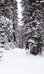 Preview wallpaper forest, snow, path, person, winter