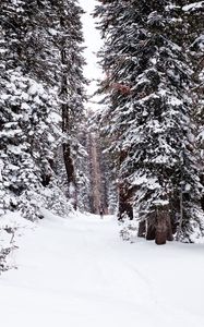 Preview wallpaper forest, snow, path, person, winter