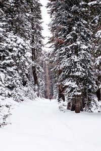 Preview wallpaper forest, snow, path, person, winter