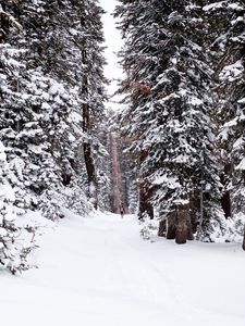 Preview wallpaper forest, snow, path, person, winter