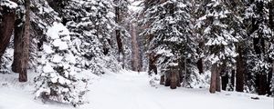 Preview wallpaper forest, snow, path, person, winter