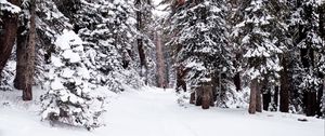 Preview wallpaper forest, snow, path, person, winter