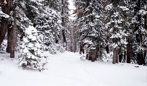 Preview wallpaper forest, snow, path, person, winter