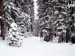 Preview wallpaper forest, snow, path, person, winter