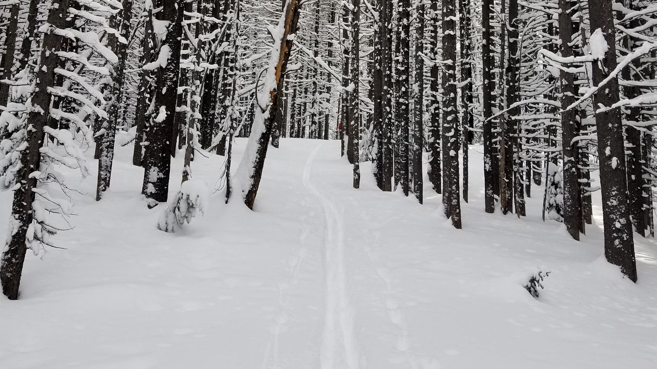 Wallpaper forest, snow, path, road