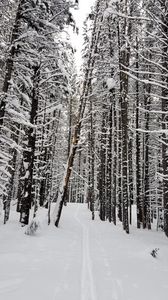 Preview wallpaper forest, snow, path, road