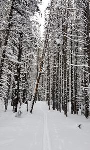 Preview wallpaper forest, snow, path, road