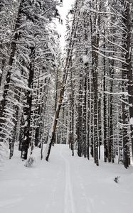 Preview wallpaper forest, snow, path, road