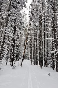 Preview wallpaper forest, snow, path, road