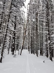 Preview wallpaper forest, snow, path, road
