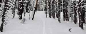 Preview wallpaper forest, snow, path, road