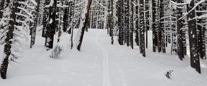 Preview wallpaper forest, snow, path, road