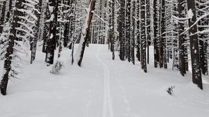 Preview wallpaper forest, snow, path, road