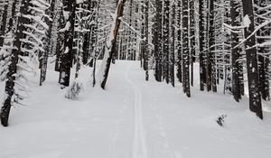 Preview wallpaper forest, snow, path, road