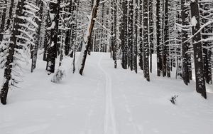 Preview wallpaper forest, snow, path, road