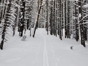 Preview wallpaper forest, snow, path, road