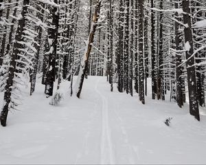 Preview wallpaper forest, snow, path, road