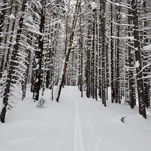 Preview wallpaper forest, snow, path, road