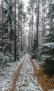 Preview wallpaper forest, snow, path, pines, trees