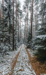 Preview wallpaper forest, snow, path, pines, trees