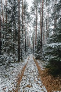 Preview wallpaper forest, snow, path, pines, trees