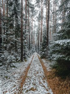 Preview wallpaper forest, snow, path, pines, trees