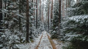 Preview wallpaper forest, snow, path, pines, trees