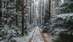 Preview wallpaper forest, snow, path, pines, trees