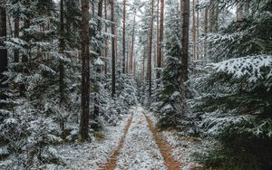 Preview wallpaper forest, snow, path, pines, trees