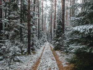 Preview wallpaper forest, snow, path, pines, trees