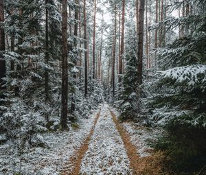 Preview wallpaper forest, snow, path, pines, trees