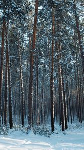 Preview wallpaper forest, snow, pines, trees, coniferous, winter